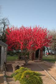 We did not find results for: Jimmy Turner On Twitter Love This Flowering Peach Prunus Persica Red Baron This Variety Was Developed Specifically For Regions With Mild Winters Its Double Petal Deep Pink Flowers Completely Cover The Tree In