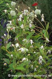 Check spelling or type a new query. Clematis Waldrebe Gartnern Mit Stauden