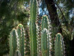 Una vez cortado se puede dejar secar para conservarlo, o prepararlo ya en fresco. Cuidados Para El Cactus San Pedro Guia