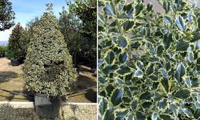 Check spelling or type a new query. Ilex Aquifolium Argenteomarginata Variegated English Holly Cone Garden Plants Online