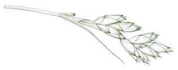 Image result for Scleria bequaertii