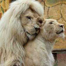 Pin By Erna Henderson On Leones Lion Love Cute Animals Wild Cats