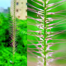 Image result for Perotis patens