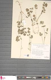 Image result for Triaspis hypericoides