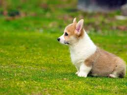 Lancaster puppies has dozens of puppies for less than $500. Where Can You Get Free Corgi Puppies