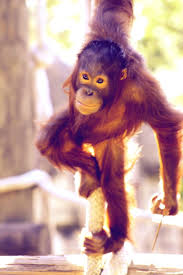 شوف صور جديده صوره القرد Baby Orangutan Orangutan African Animals