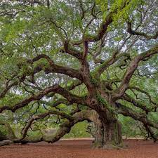 Video from the angel oak tree in charleston south carolina Things To Know Before Visiting The Beautiful Angel Oak Tree