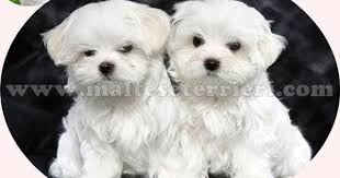 Kopek Kulubu 05323438041 Maltese Terrier Yavrulari 05323438041 Kopek Turleri Malta Kopegi Yavru Kopek