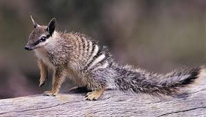 Ndangered Australian Animals The Endangered Numbat Numbat Australian Animals Animals