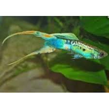 Endler guppies are also strikingly colorful, easy to care for, and peaceful fish that will thrive on an omnivorous diet. Endler Guppy Poecilia Wiener Smaragd 6 95