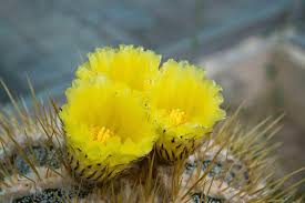 They're also made of a straw like paper and feel extremely fake to the touch. Cactus Flower Meaning Flower Meaning