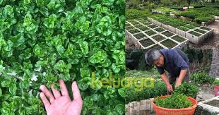 Nur alam rezeki sdn bhd. Hanya Tanam Bayam Brazil Dalam Kotak Polisterin Aje Tapi Jana Pendapatan Keluarga Rezeki Memang Tak Salah Alamat Keluarga