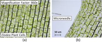 Diagram of plant cell wall. Microscopic Image Of A An Elodea Plant Cell Specimen B Cell Download Scientific Diagram