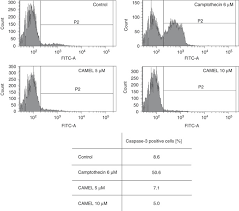 In reticulocyte only fragments of the nucleus are present and in the stay of erythrocyte there is no. Anticancer Effects Of Camel Peptide Laboratory Investigation