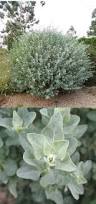 Image result for Atriplex halimus