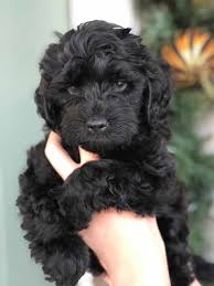 He is going to make a great family pet, he is great with kids and. Teacup Labradoodle Mini Labradoodle Puppies For Sale Black Reds