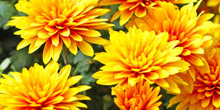 Image result for Chrysanthellum