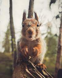 Latest releases on instagram @kpunkka. Polubienia 37 1 Tys Komentarze 492 Konsta Punkka Kpunkka Na Instagramie My Little Friend Was So Sur Wildlife Photography Animals Animals Beautiful