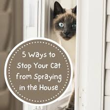 They say men are from mars and women are from venus. 5 Ways To Stop A Cat From Spraying In The House Pethelpful By Fellow Animal Lovers And Experts