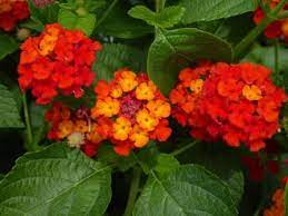 In areas where treated as an annual, lantana grow 3 to 4 feet tall and 1 to 3 feet wide in a single season. Dallas Red Lantana Bush Red Perennials All Almost Eden