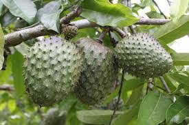 Kalau anda ingin bibit durian unggul super bisa membeli di penjual terpercaya yaitu bpk navis. Cara Menanam Tanaman Buah Sirsak Pot Manis Merawatbunga Com 2021