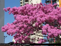 We did not find results for: Buy Pink Trumpet Flowering Tree Tabebuia Palmeri