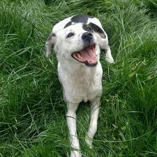 Karli Havada Kosan Kopek Icin Yana Kaydir Piri Pirate Kopek Dog Kopeksevgisi Dogsofinstagram Dogoftheday In 2020 Animal Lover Animals Dogs