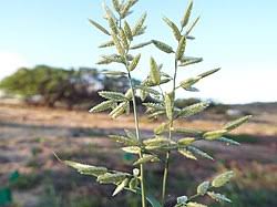 Image result for Eragrostis castellaneana