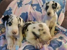 Akc registered, first set of vaccines, dewormer, family pedigree available. Bymucemowisuqi 29 Top Pictures Harlequin Great Dane Puppies Price Great Dane Puppies For Sale Kiyara 1 2683 Dogs For