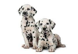 mini me squeaky breed dog toy dalmatian dalmatian puppy dalmatian dogs dog breeds