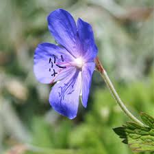 Image result for Geranium bohemicum Orchid Blue