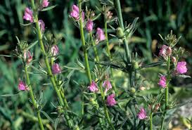 Image result for Misopates