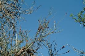 Image result for Cadaba glaberrima