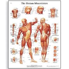 Human Muscle Diagram