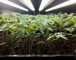 But the lighting may not be completely uniform. A Definitive Grow Light Study