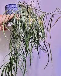 Image result for Kyllinga stenophylla