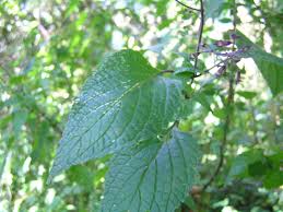 Image result for Coleus kapatensis