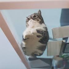 Cats On Glass Tables Cats On Glass Tables Cats Funny Cute Cats