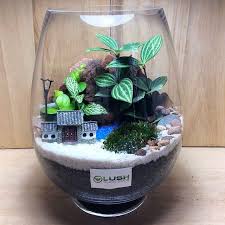 Oasis Scenic Fittonia Pilea Moss Terrarium Mini Plant Terrarium Terrarium Moss Terrarium