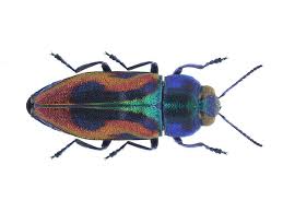 Kleine rote „käfer, die eigentlich zu den wanzen zählen, können im haus mit einem herkömmlichen insektizid für fliegen und spinnen bekämpft werden. 10 Heimische Kafer Die Du Kennen Solltest Bluhendes Osterreich