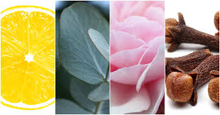 Image result for Olfactory Training