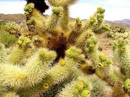 Swollen eyelid symptoms swollen eyelid causes swollen eyelid treatments and relief faqs about swollen eyelid. Step Lightly Around A Cactus Hgtv