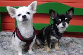 When do chihuahua puppies open their eyes ears timeline. Facts About Chihuahuas