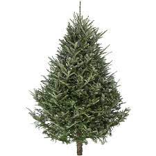 We did not find results for: Fraser Fir Real Christmas Tree Fresh Cut 4 8ft Free Uk Delivery
