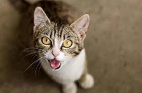 Kediler Neden Hirlar Ve Girgir Ses Cikarir Kedi Girlamasi Kizlarsoruyor