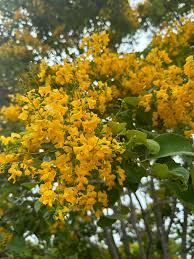 Image result for Pterocarpus rotundifolius