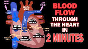 We did not find results for: Blood Flow Through The Heart In 2 Minutes Youtube