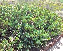 Image result for Senecio lewallei