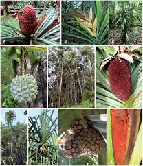 Image result for Pandanaceae