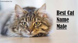 Most popular unique, funny & orange cat names. Cat Names Archives Friends Group Name List For Friends Family Cousins Cool And Funny